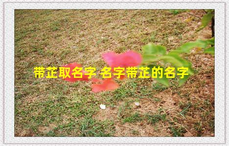 带芷取名字 名字带芷的名字